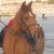 LES PONEYS DE CLUB